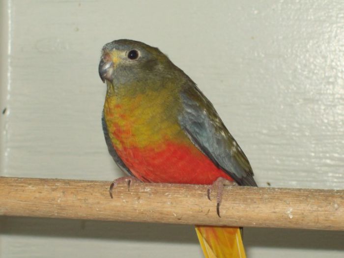 57312_Afbeelding%20589 - PAPAGALI