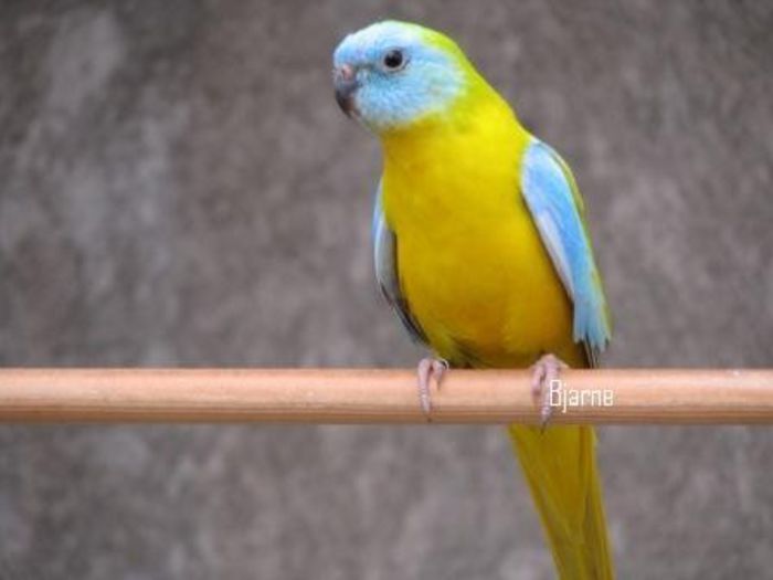 Billede%20470 - PAPAGALI