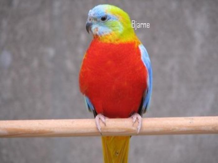 Billede%20471 - PAPAGALI