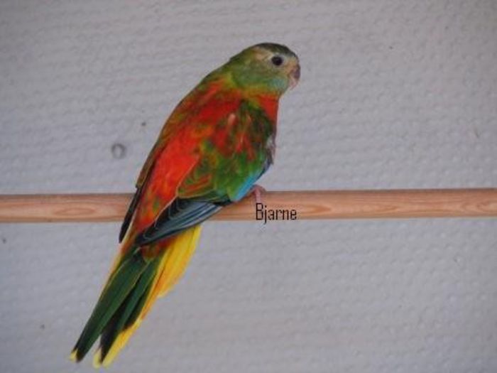 Billede%201346 - PAPAGALI