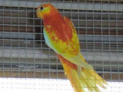 cimg0645 - PAPAGALI