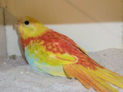 cimg0939 - PAPAGALI