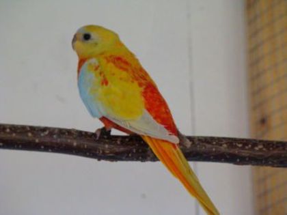 dsc02487 - PAPAGALI
