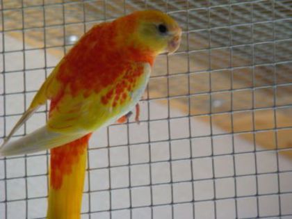 dsc03191 - PAPAGALI