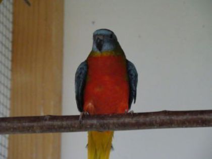 dsc03932 - PAPAGALI