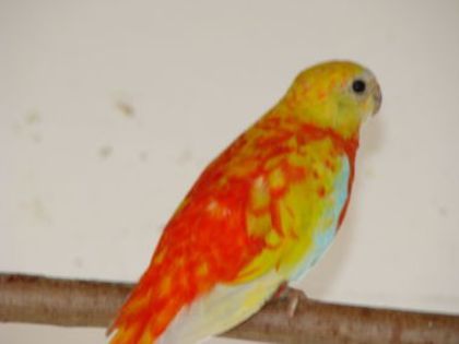 dsc04262 - PAPAGALI