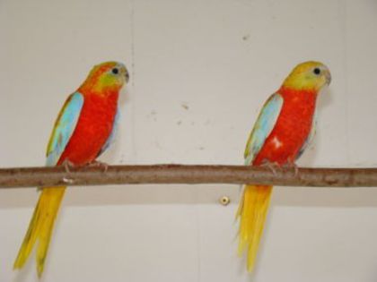 dsc04266 - PAPAGALI