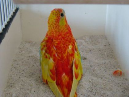 dsc04498 - PAPAGALI