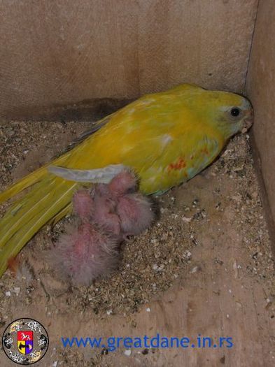 Lutino%20sen%20zenka%20sa%20mladima - PAPAGALI