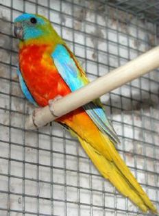 neophema_pulchella_1 - PAPAGALI