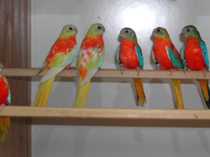 nordhorn007 - PAPAGALI