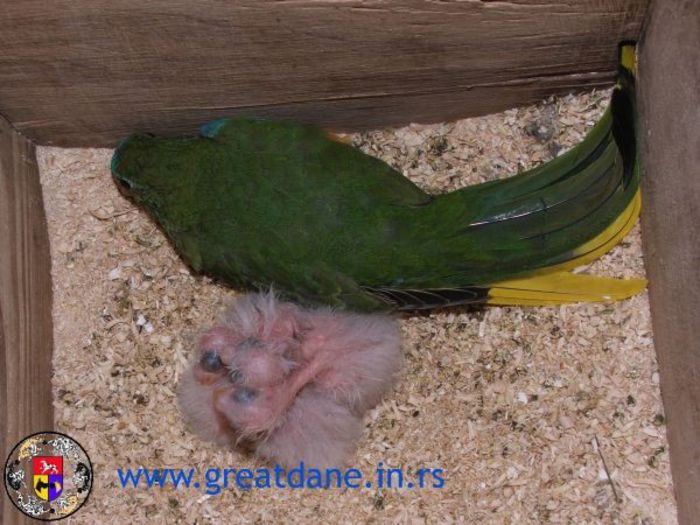 Normal%20sen - PAPAGALI