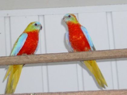 schoensittich - PAPAGALI