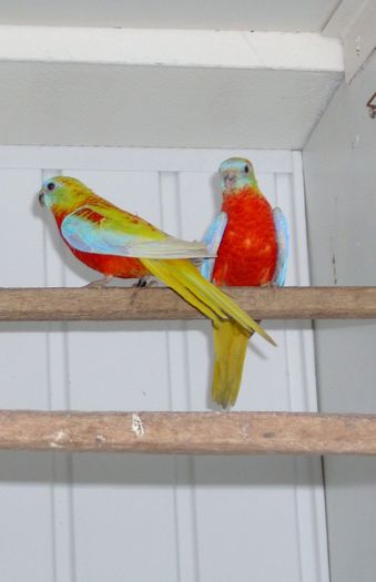 schoensittich_rotbauch