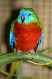 Schoensittich03-1 - PAPAGALI