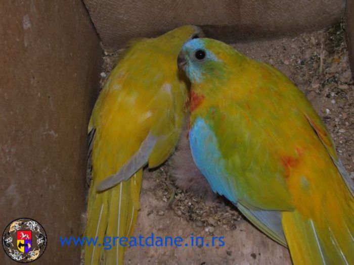 Senovi%20lutino%20sa%20mladima