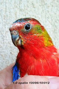 Zucht%202011%201003bhi2e