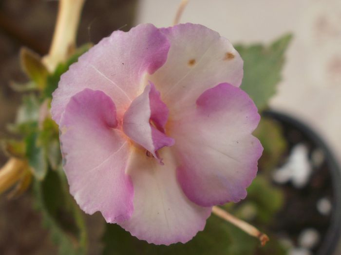`Cote d`Ivoire` - Achimenes and co