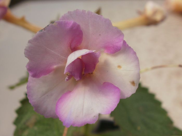 `Cote d`Ivoire` - Achimenes and co