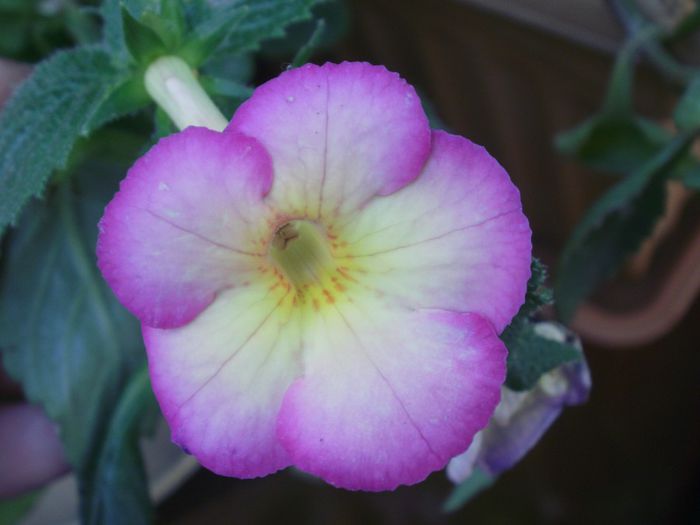 ` Sauline`; machiaj de iarna
