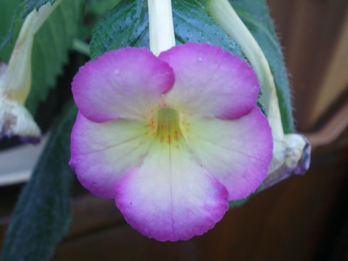 `Sauline` - Achimenes and co