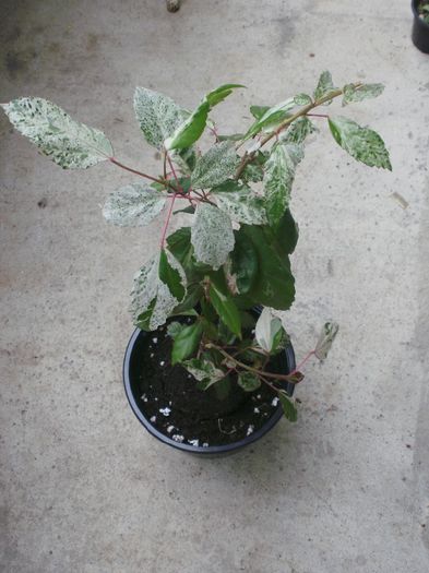 Ma prezint: `Surinam`, ... - Plante II