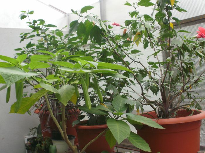 ajuns in jungla din sera....