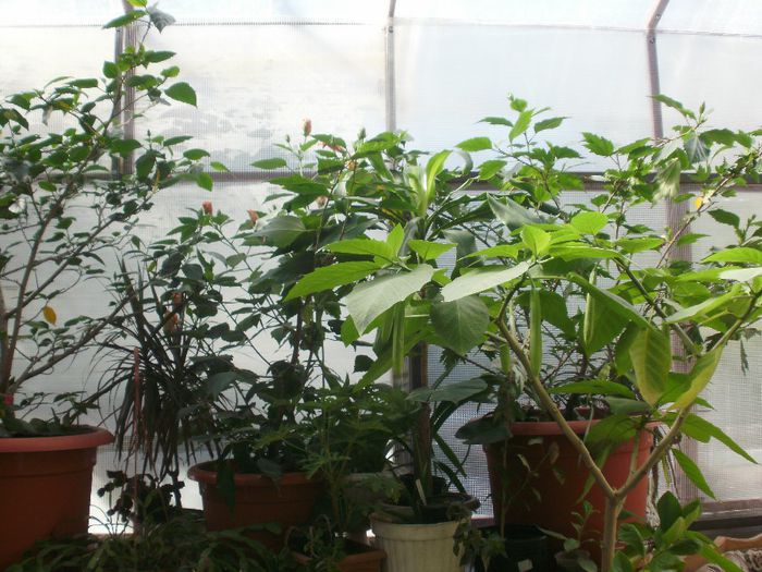 si abia daca mai sunt zarit. - Plante II