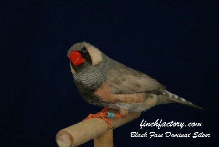 bf_ds_cock