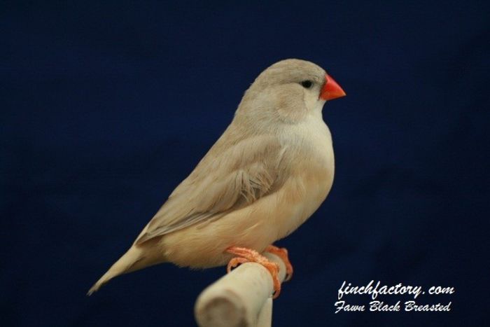 fawn_bb_hen_2