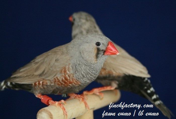 fawn_eumo_lb_eumo_cocks