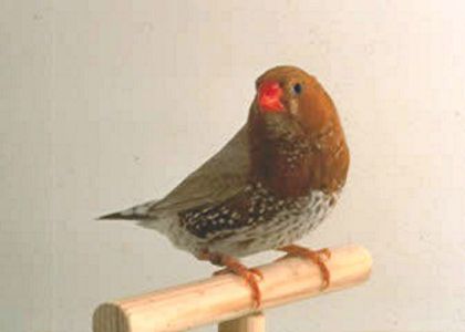 madarin046ag