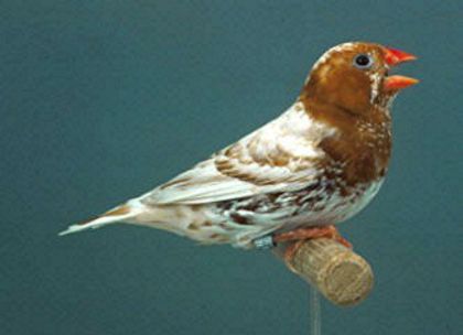 mandarin094vq