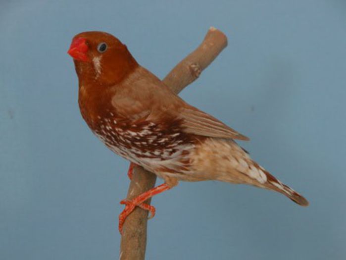 mandarin195hi
