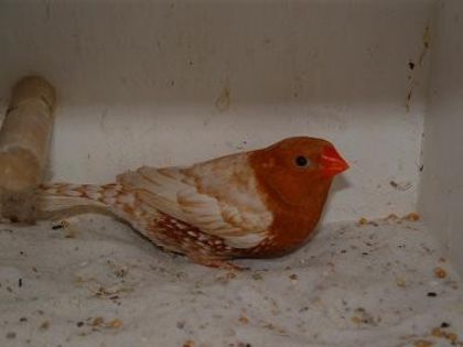 mandarin204ef
