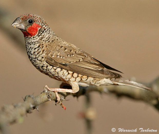 34_hybrid_red-headed_cut-throat_finch_1