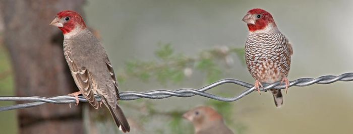 856-Red-headed-Finch-23025