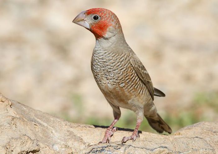 856-Red-headed-Finch-Solitaire-G25929