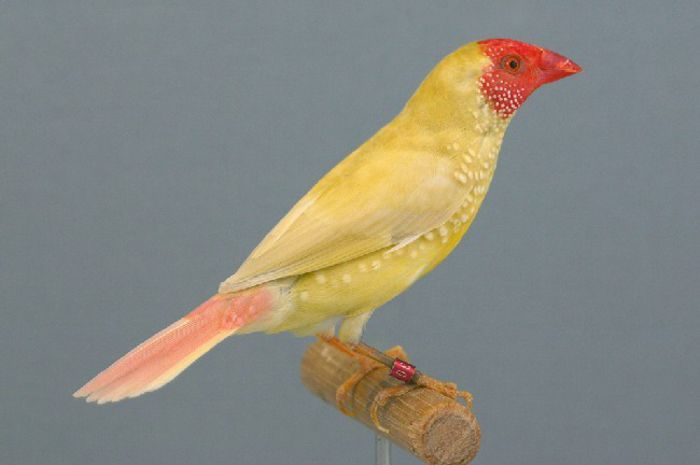 Star Finch Normal Yellow - EXOTICE