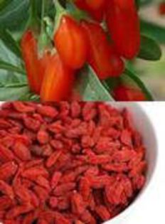 GOJI - PLANTE DORITE