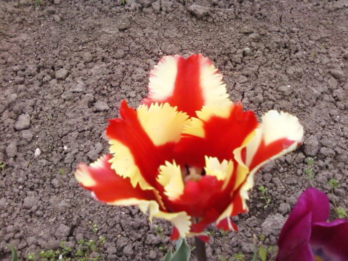 lalea rosu-galben - Flori din Vara lui 2011-2013