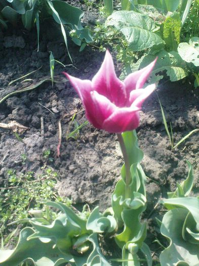 lalea-roz - Flori din Vara lui 2011-2013