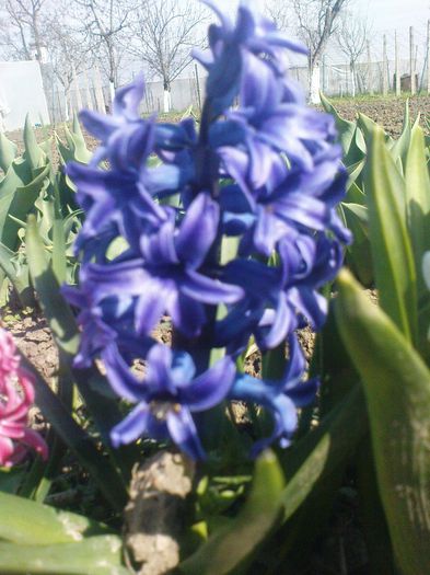 zambila-albastra - Flori din Vara lui 2011-2013