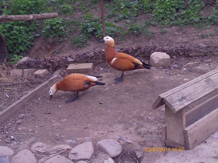 florin telefon 021 - cochinchina 2013