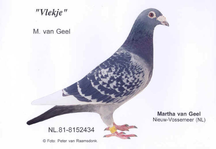 81-8152434 ,,VLEKJE''