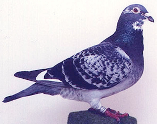 nl-1821411-92i BONTE MARATHON