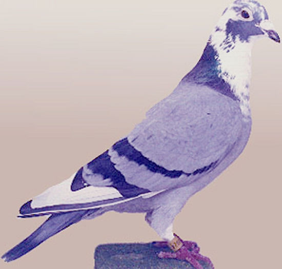 nl-2039024-85i FATHER ABOR 744