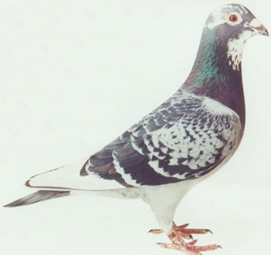 nl-2689756-96i JOOP SAYA