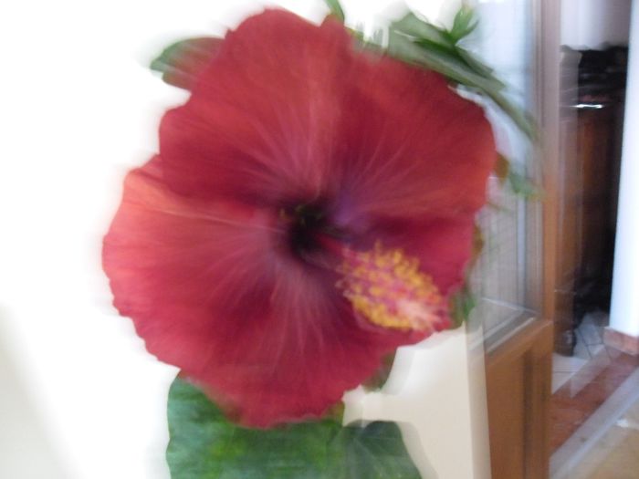Black Dreams - Hibiscus 2013-3