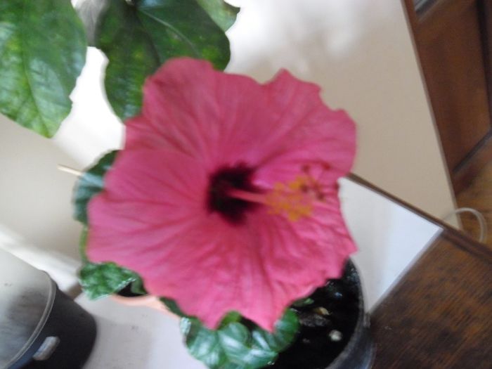 Venetia - Hibiscus 2013-3